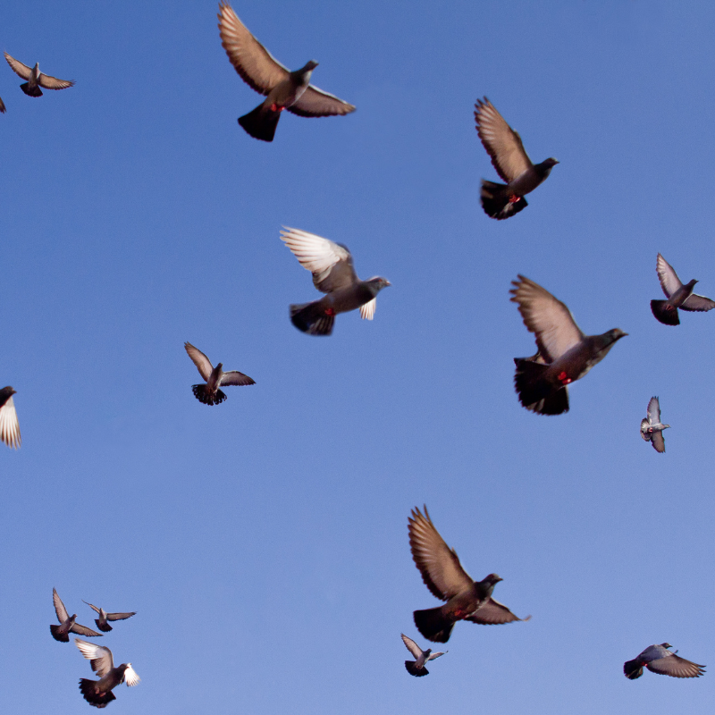 Plagas de aves en Bilbao