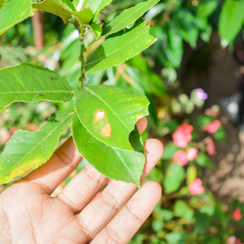 Tratamiento Plagas en Bilbao